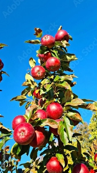 Obraz Ripe tasty and healthy red apples on small fruit trees in the village