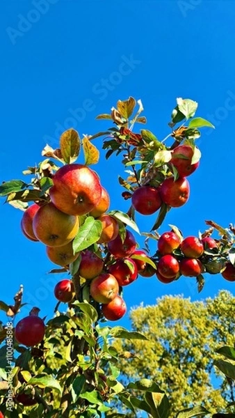Obraz Ripe tasty and healthy red apples on small fruit trees in the village