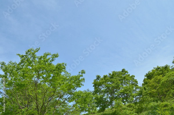 Obraz 青空と新緑