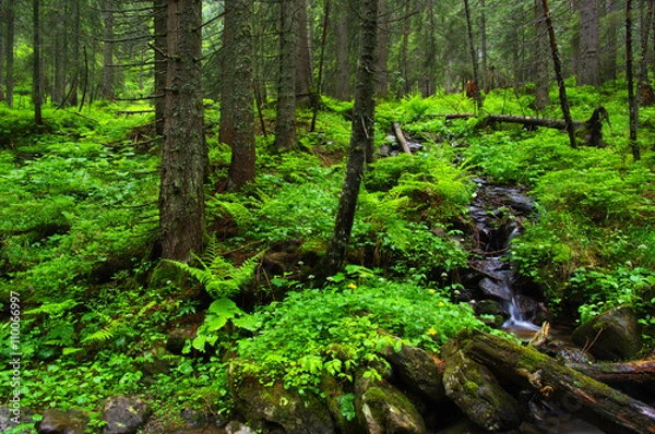Fototapeta Mountain river in forest.