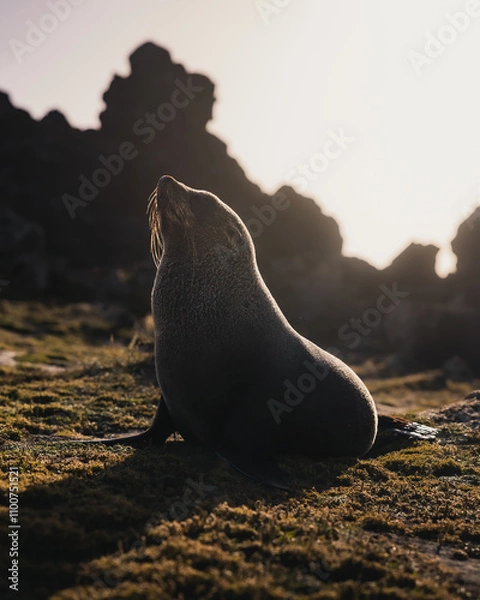 Obraz A wild seal basking in the warm evening sun