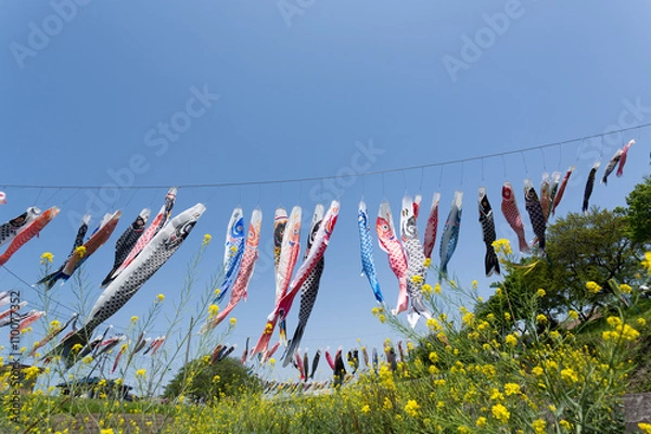 Fototapeta 鯉のぼり