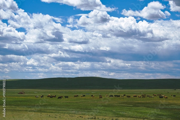 Obraz field and blue sky