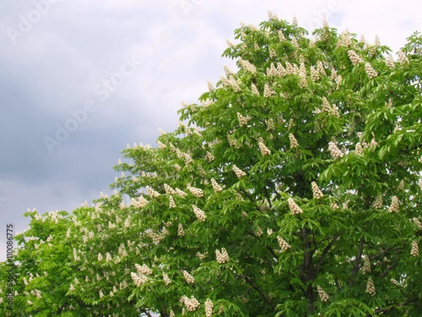 Obraz Flowering horse chestnut trees