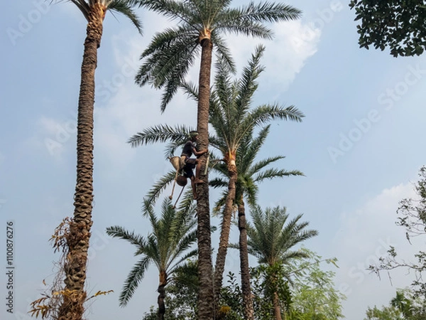 Obraz collecting date juice