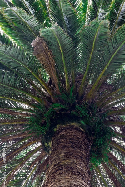 Fototapeta High Palm Tree Looking Up Top It
