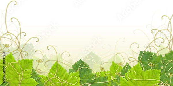 Obraz stopka liści winogron