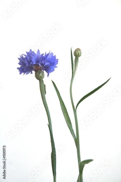 Obraz cornflower and burgeon
