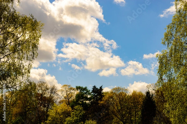 Obraz Spring colored tree line with some clouds in a blue sky