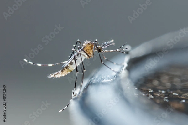 Obraz Nowonarodzony komar aedes albopictus