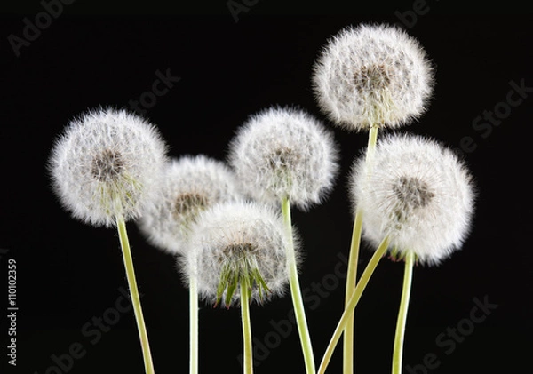 Fototapeta dandelion flower on black color background, many closeup object