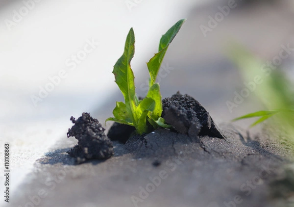 Obraz Росток пробивающийся сквозь асфальт. Сила природы.