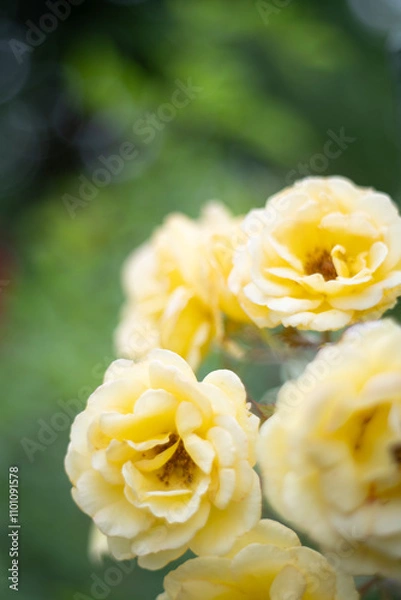 Fototapeta 黄色の薔薇