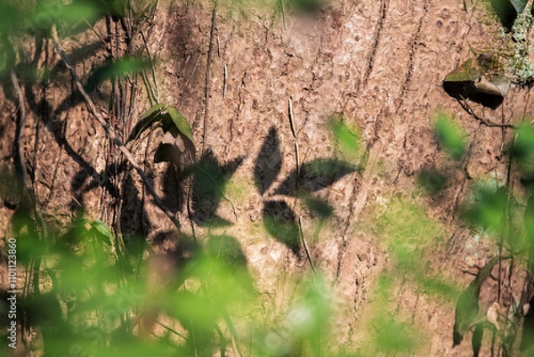 Obraz grass in the woods