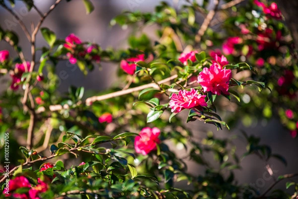 Obraz pink and white flowers