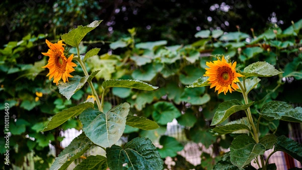 Fototapeta sunflower flowers