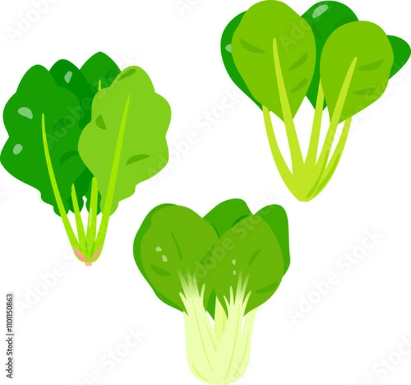 Fototapeta ほうれん草と小松菜と青梗菜、青菜