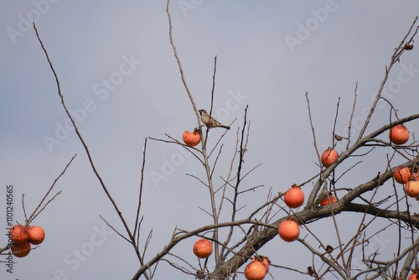 Fototapeta 까치밥 먹으려는 참새