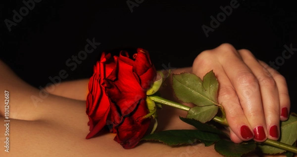 Fototapeta Rote Rose