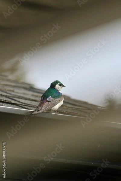 Obraz Bleu bird on a roof