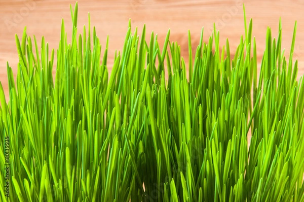 Obraz ペットグラス