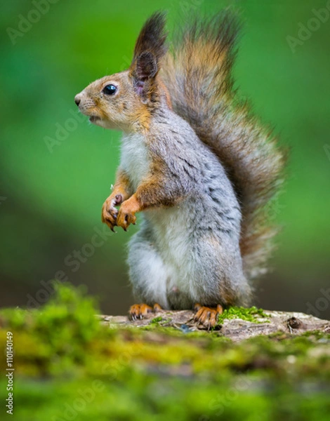 Fototapeta The Squirrel and Reflection