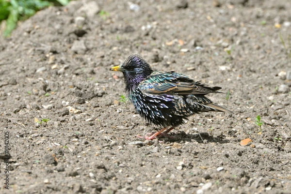Fototapeta étourneau mangeant un insecte