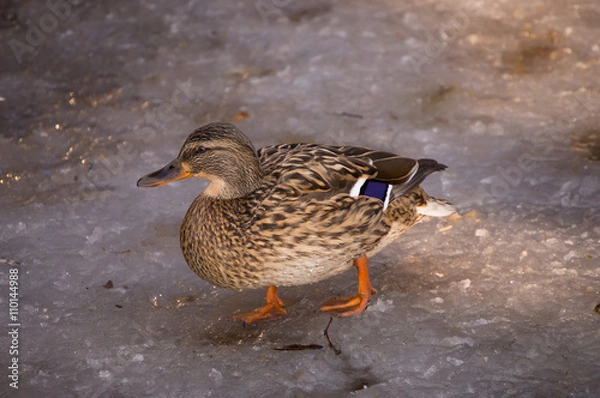 Obraz Duck walking on ice.
