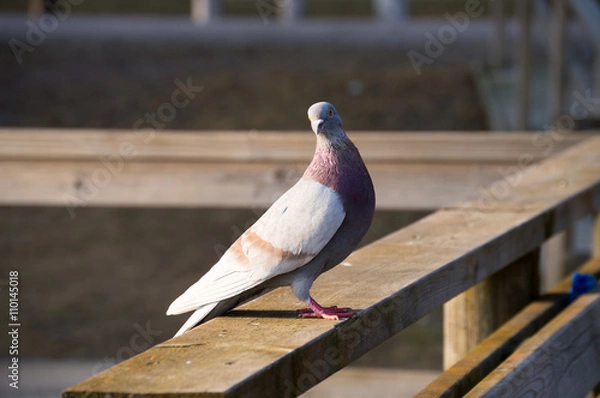 Obraz  Pigeon in springtime.