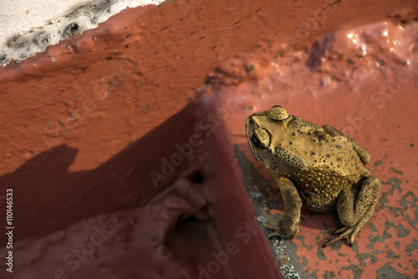 Fototapeta Toad on stairs