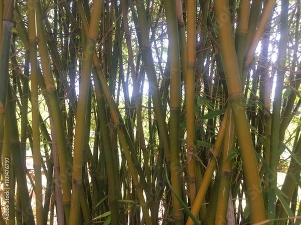Obraz bamboo