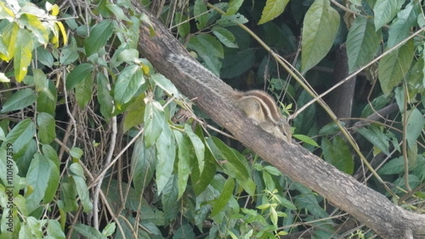 Fototapeta The Squirrels: Close-up of a squirrel in natural habitat, showcasing its expressive eyes, fluffy tail, and tiny paws, capturing a moment of curiosity.