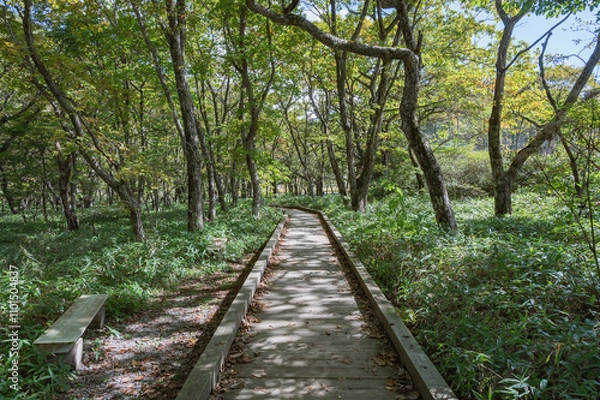 Fototapeta 群馬　覚満淵の木道（前橋市）