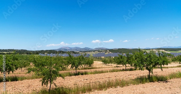 Fototapeta A field of young almond trees stretches across the landscape under a bright blue sky. In the distance, rows of solar panels stand against the backdrop of rolling hills and mountains.