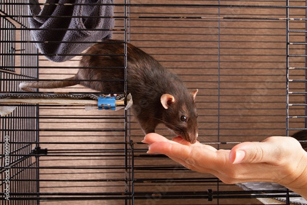Obraz A pet rat eats from the hand of owner