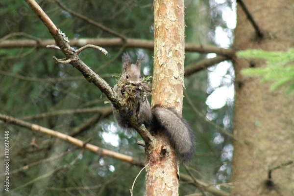 Fototapeta Squirrel (Sciurus vulgaris) posing on the tree with mouthful of material for nest, before winter begins. High quality, selective focus