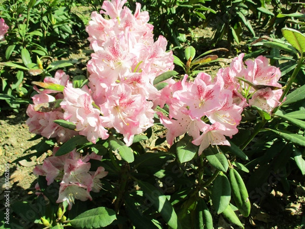 Obraz 満開のシャクヤク