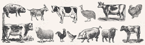 Obraz Large set of farm animals. Hand drawn big farm animals set. Livestock, cattle illustration. Animal grazing. .Vintage woodcut engraving style. Engraved domestic animal. Vector illustration. 