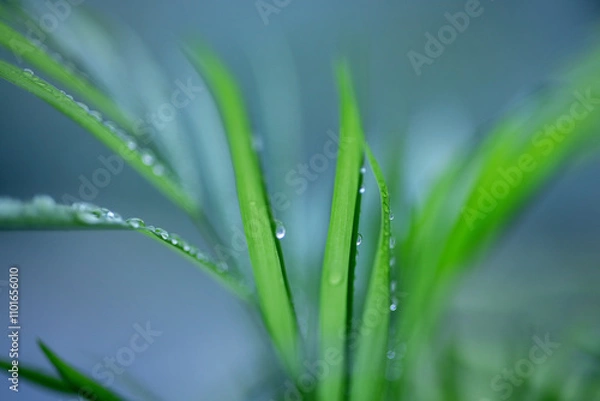 Obraz The tops of beautiful feathery green leaves covered with raindrops