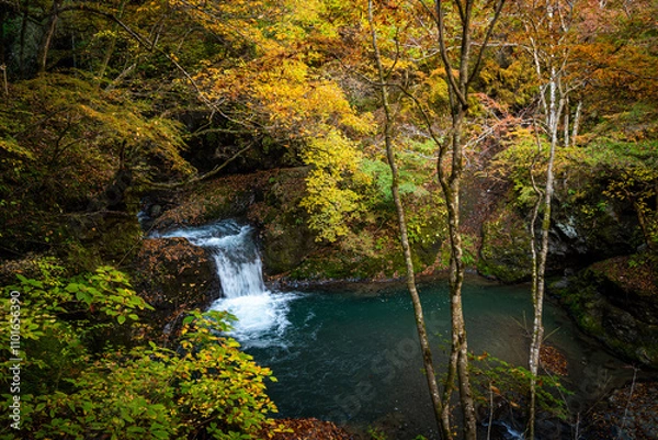 Obraz 紅葉した木々の下を流れ落ちる小さな滝