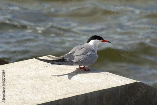Fototapeta The common tern (Sterna hirundo)