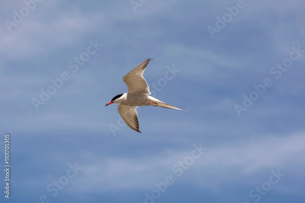Fototapeta The common tern (Sterna hirundo)