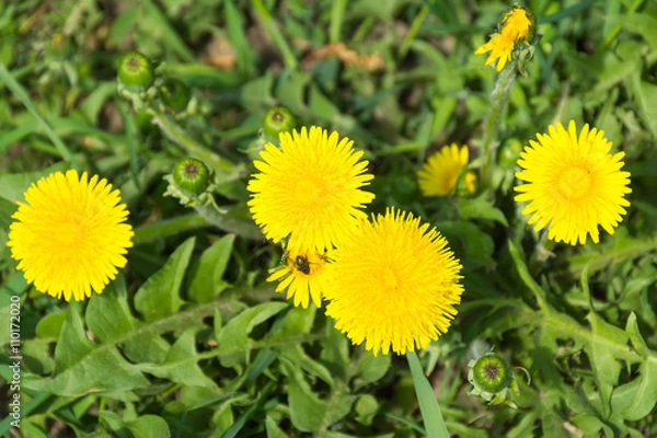 Fototapeta fly pollinating flower dandelion
