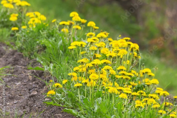 Obraz Flowering dandelions