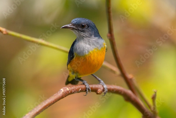 Fototapeta The orange-bellied flowerpecker (Dicaeum trigonostigma) is a species of bird in the family Dicaeidae