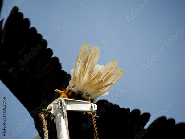 Fototapeta Bald Eagle