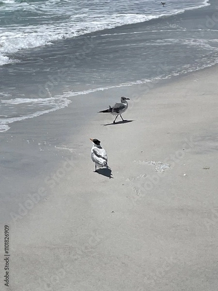 Obraz birds on the beach