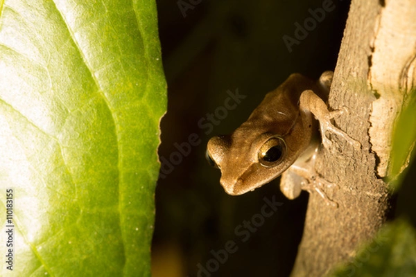 Obraz The brown frog.