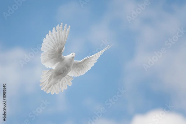 Obraz Biały gołąb latający