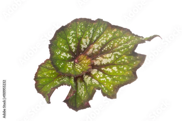 Obraz Bush of Begonia  with colorful leaf growth in a pot isolated on white background. Ornamental plant.